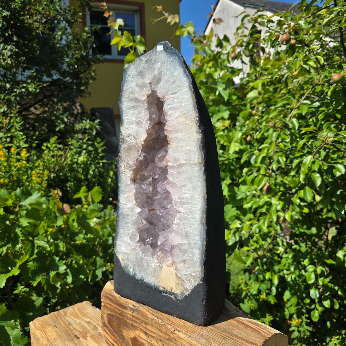 Amethyst Druse – Geode - 52x23cm und 25,9kg – Steinwelten OG - Nr. 309 displayed outdoors against a green foliage background