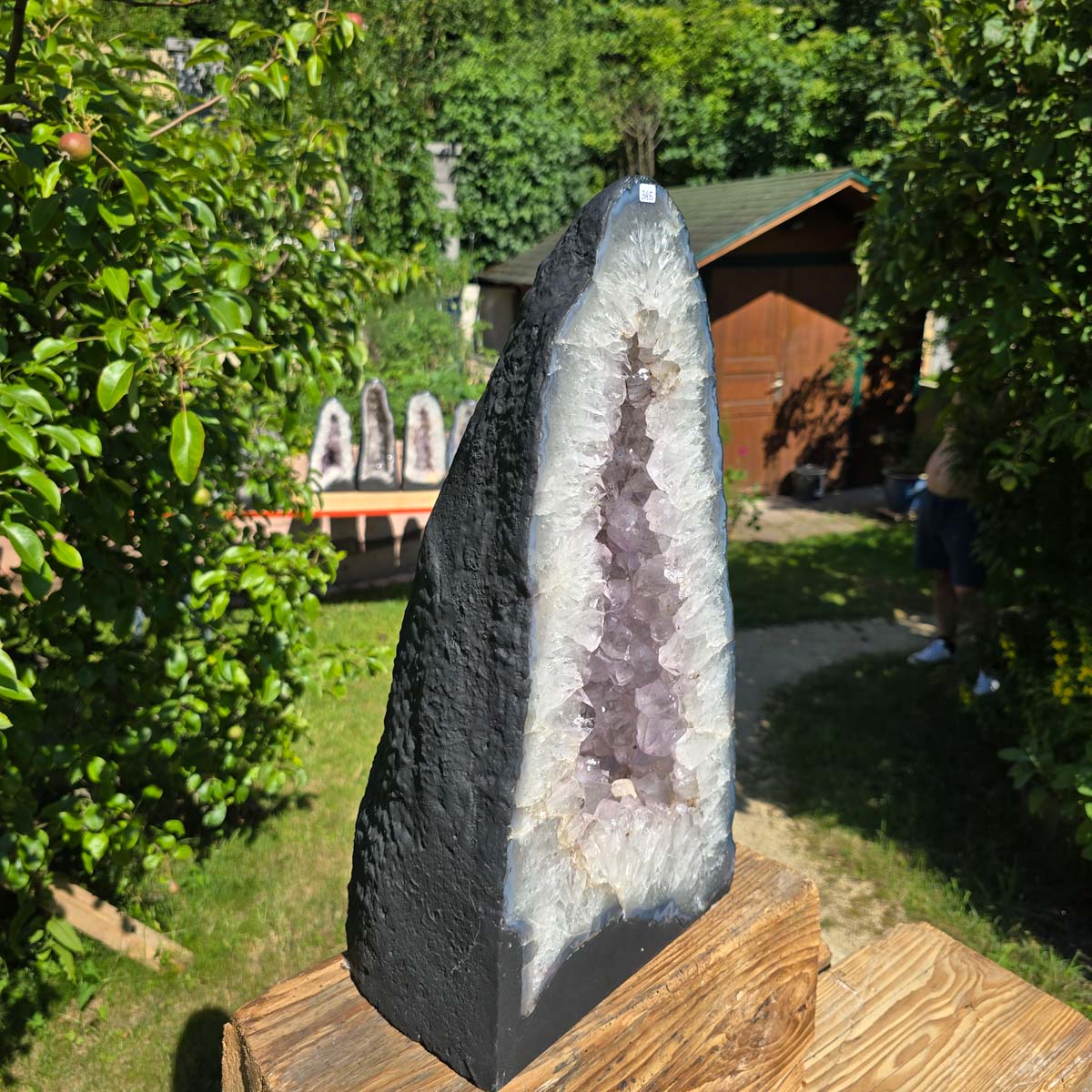 Amethyst Druse – Geode - 46x25cm und 22kg – Steinwelten OG - Nr. 345 displayed outdoors with lush greenery