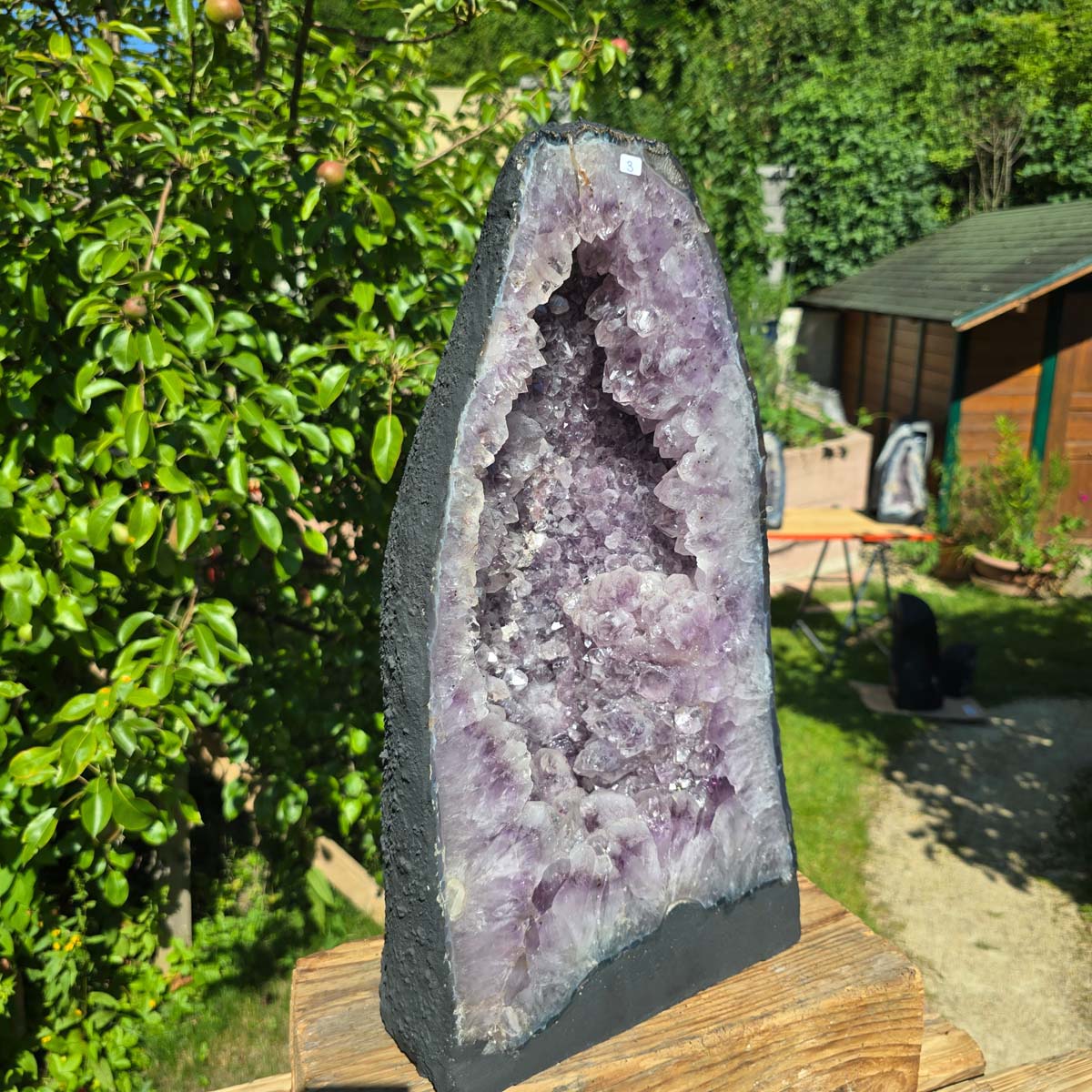 Amethyst Druse – Geode - 49x26x14cm und 21kg – Steinwelten OG - Nr. 3. Bright Brazilian amethyst crystal in garden setting.