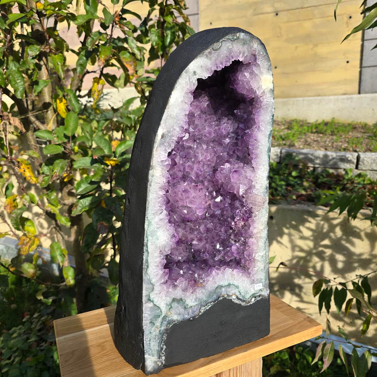 High-quality amethyst geode on display outdoors, showcasing deep violet crystals and natural edges, perfect for meditation and home decor.