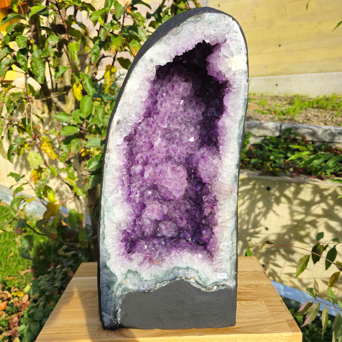 High-quality amethyst geode on display outdoors, showcasing deep violet crystals and natural edges, perfect for meditation and home decor.