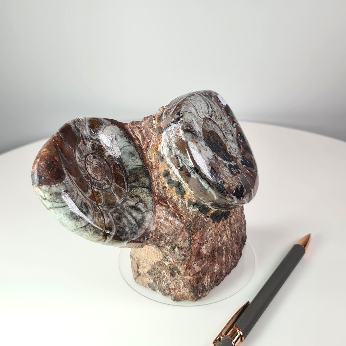 Ammonit fossil on natural stone base, hand-polished, unique item 1, millions of years old from Morocco; pen for scale.