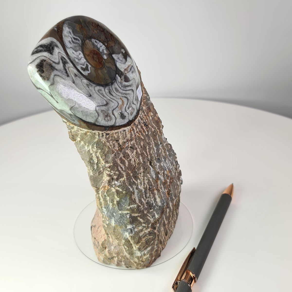 Hand-polished fossil Ammonite on stone base, unique piece No. 14 from Morocco, displayed with a pen for size reference.