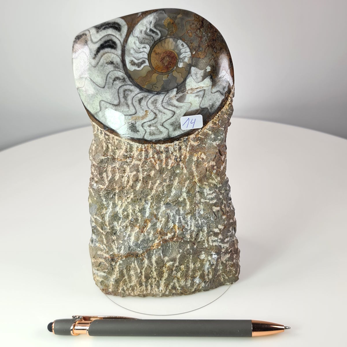 Hand-polished fossil Ammonite on stone base, unique piece No. 14 from Morocco, displayed with a pen for size reference.