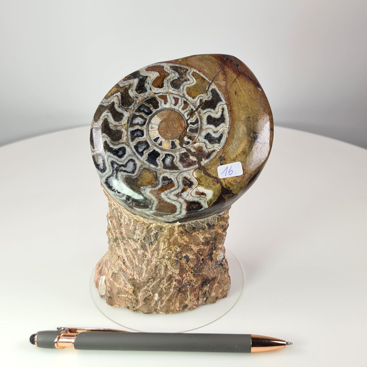 Ammonit fossil on a natural stone base, unique item no. 16, hand-polished fossil from Morocco displayed with a pen for scale.