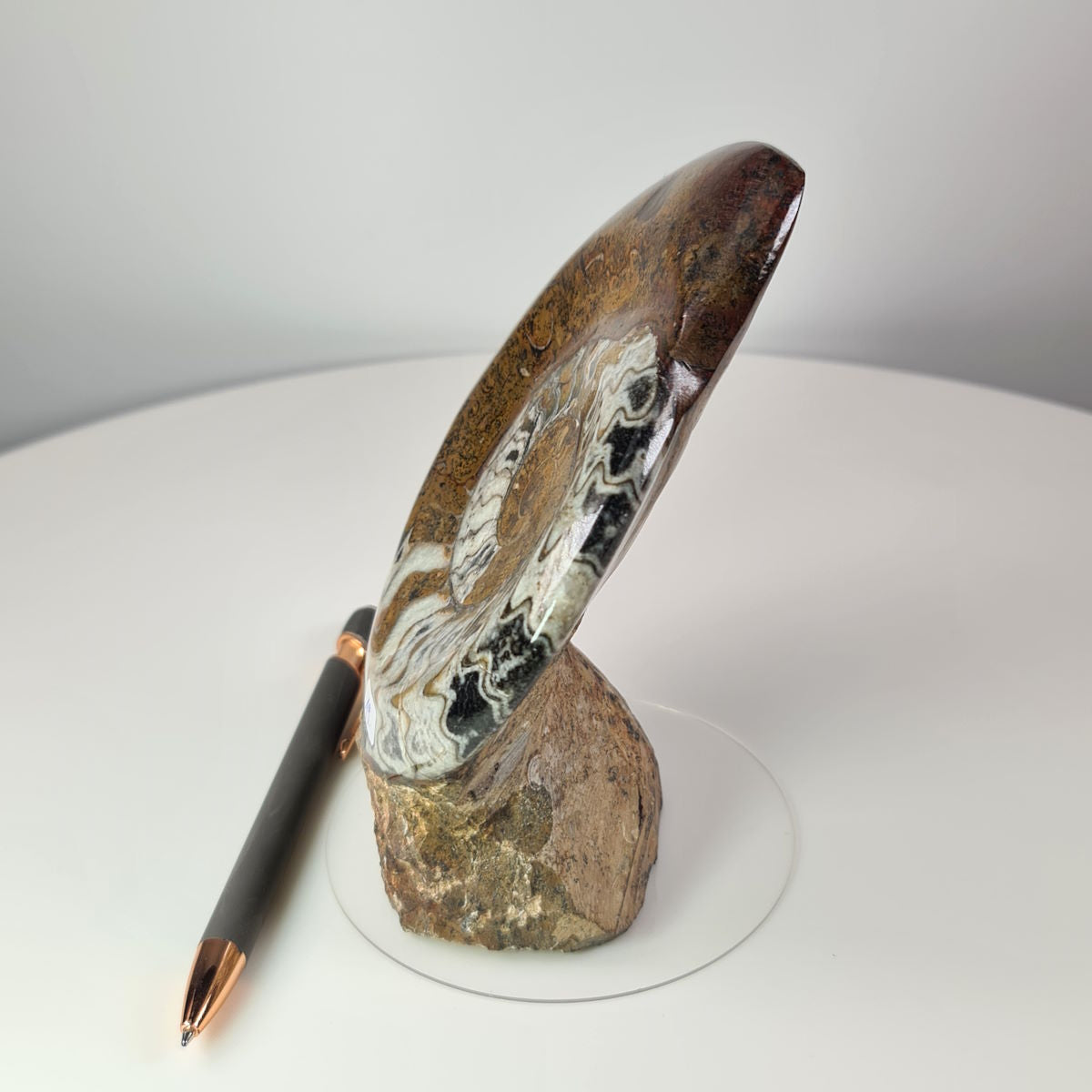 Steinwelten Fossilien 