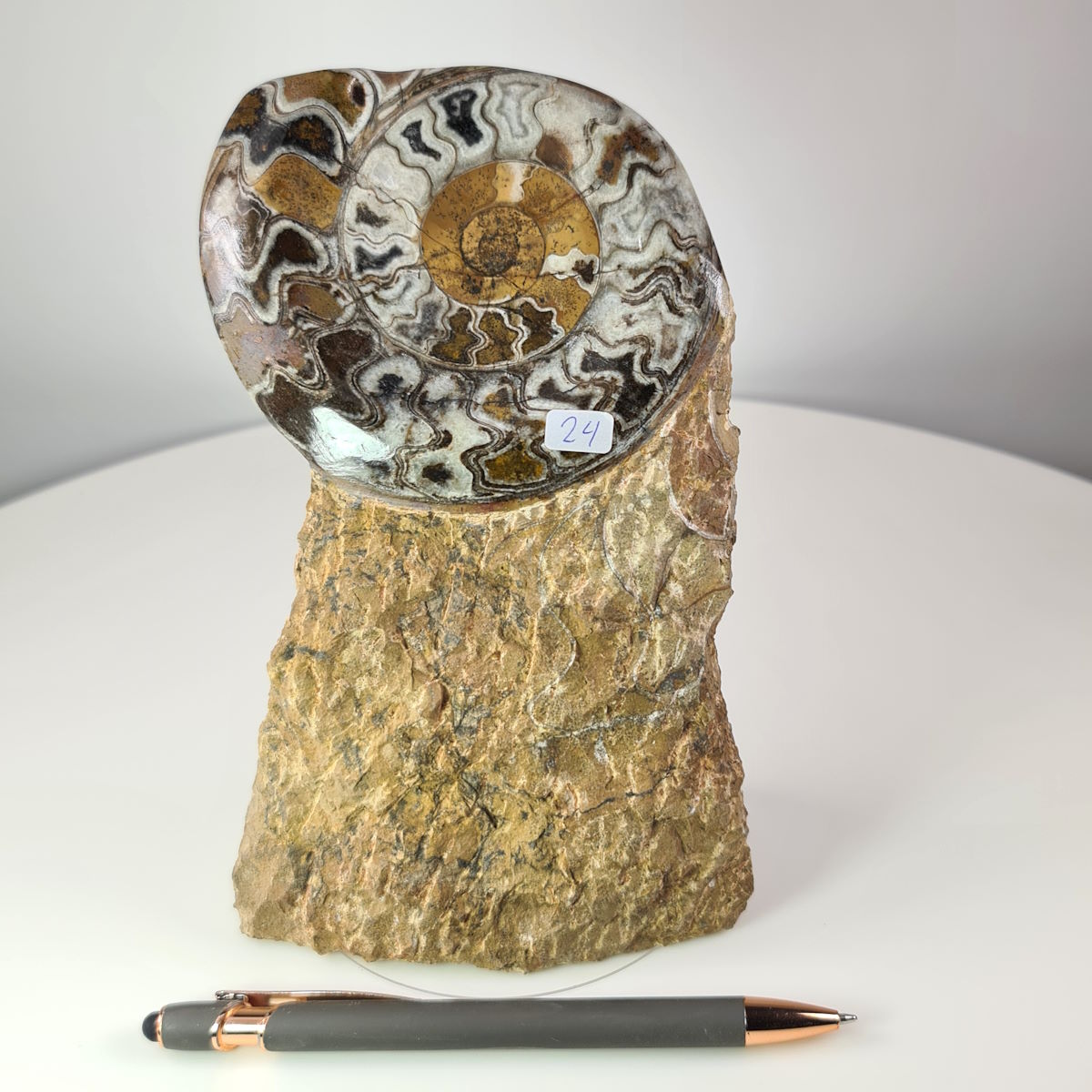 Ammonit poliert und geschliffen Steinwelten 