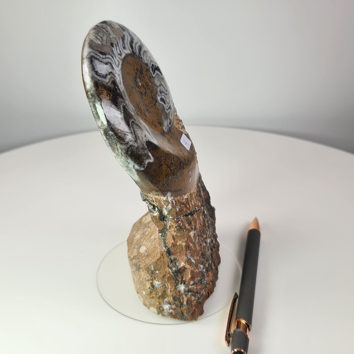 Steinwelten Fossilien 