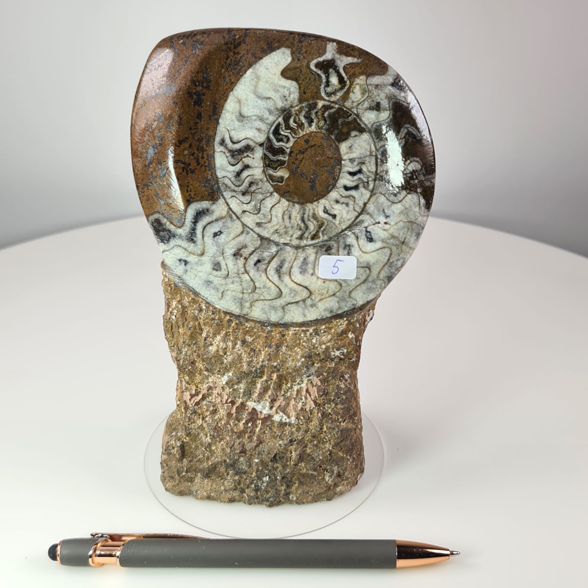 Ammonit - Versteinertes echtes Fossil mit Natursteinsockel, handgeschliffen und poliert Unikat-Nr.5 auf weißem Hintergrund