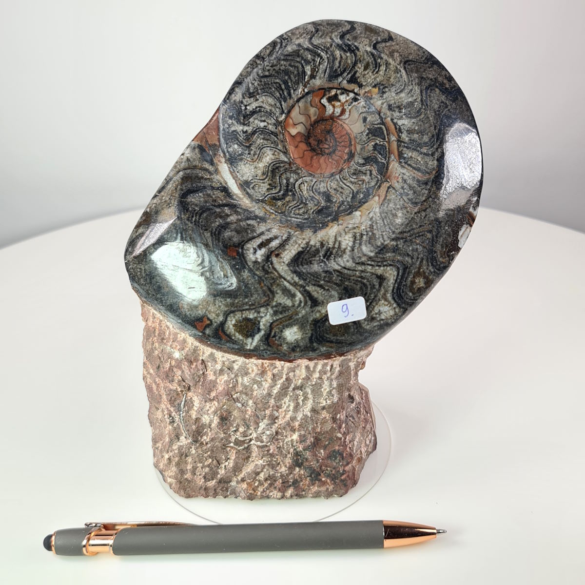 Ammonit geschliffen und poliert 