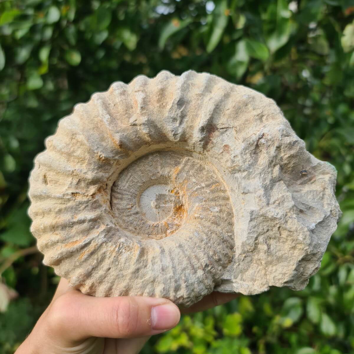 Hand holding a 100 million-year-old Ammonite fossil from Morocco, showcasing its unique spiral pattern against green foliage.