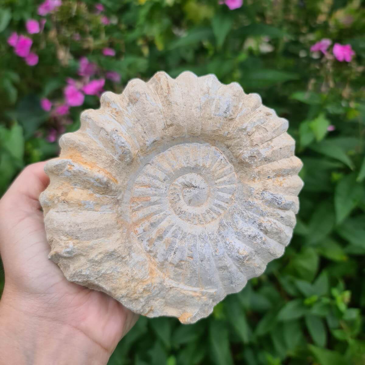 Hand holding a unique 100-million-year-old Ammonite fossil from Morocco, perfect for home decor and collectors.