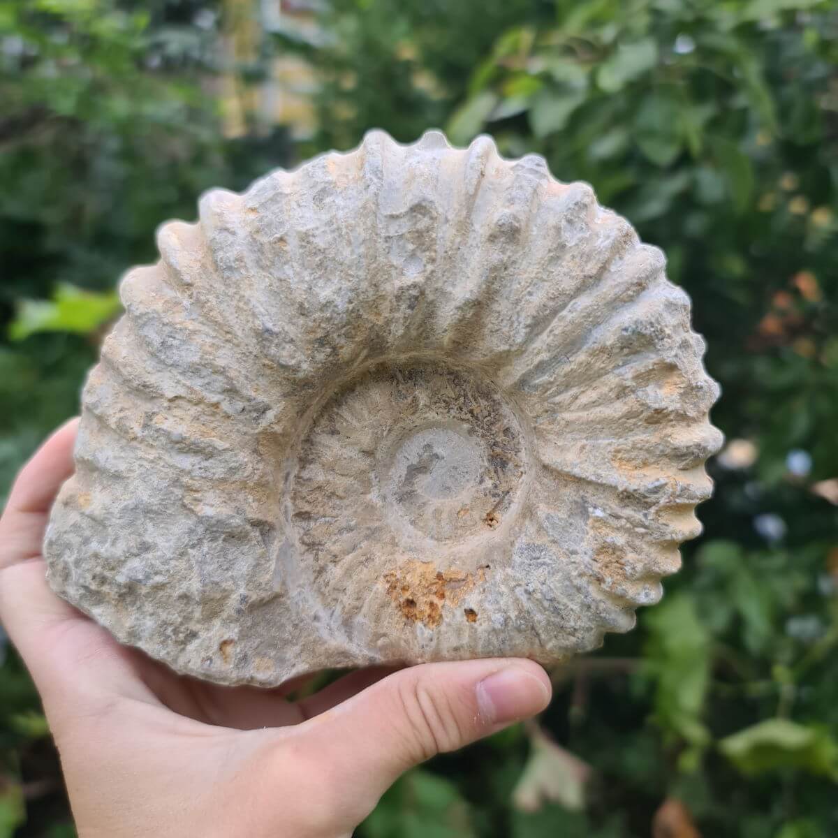 Hand holding a unique fossilized ammonite from Morocco, over 100 million years old, against a green blurred background. Perfect home decor.