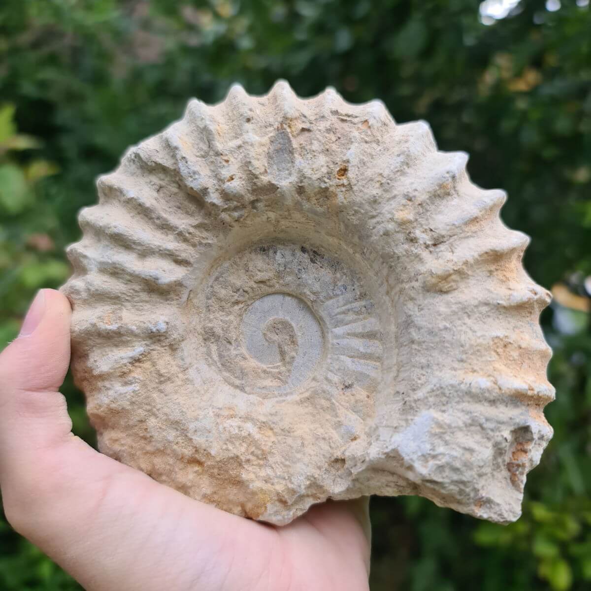Ammonite fossil over 100 million years old from Morocco, unique collectible and home decor piece, held in hand outdoors.
