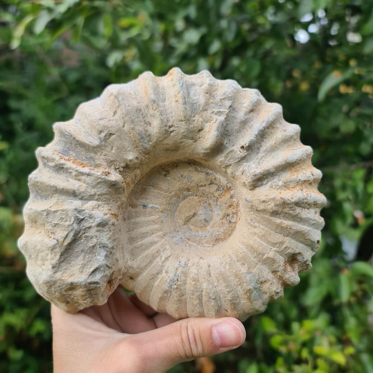 Hand holding a 100-million-year-old ammonite fossil from Morocco, showcasing its natural spiral design against a leafy background.