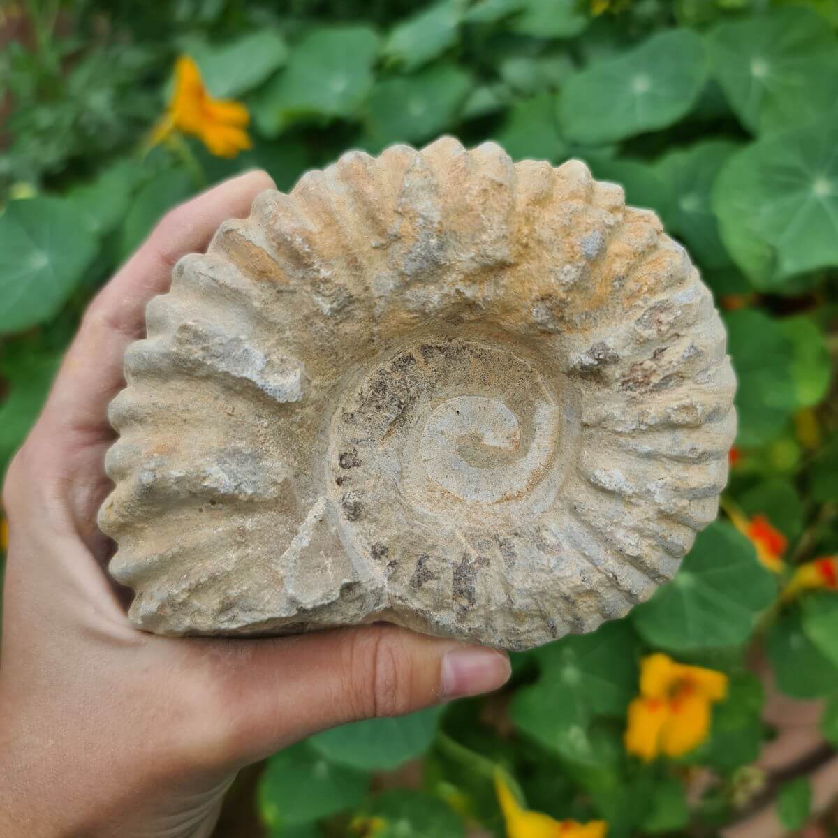 Hand holding a 100-million-year-old Moroccan ammonite fossil against a leafy green background with orange flowers.