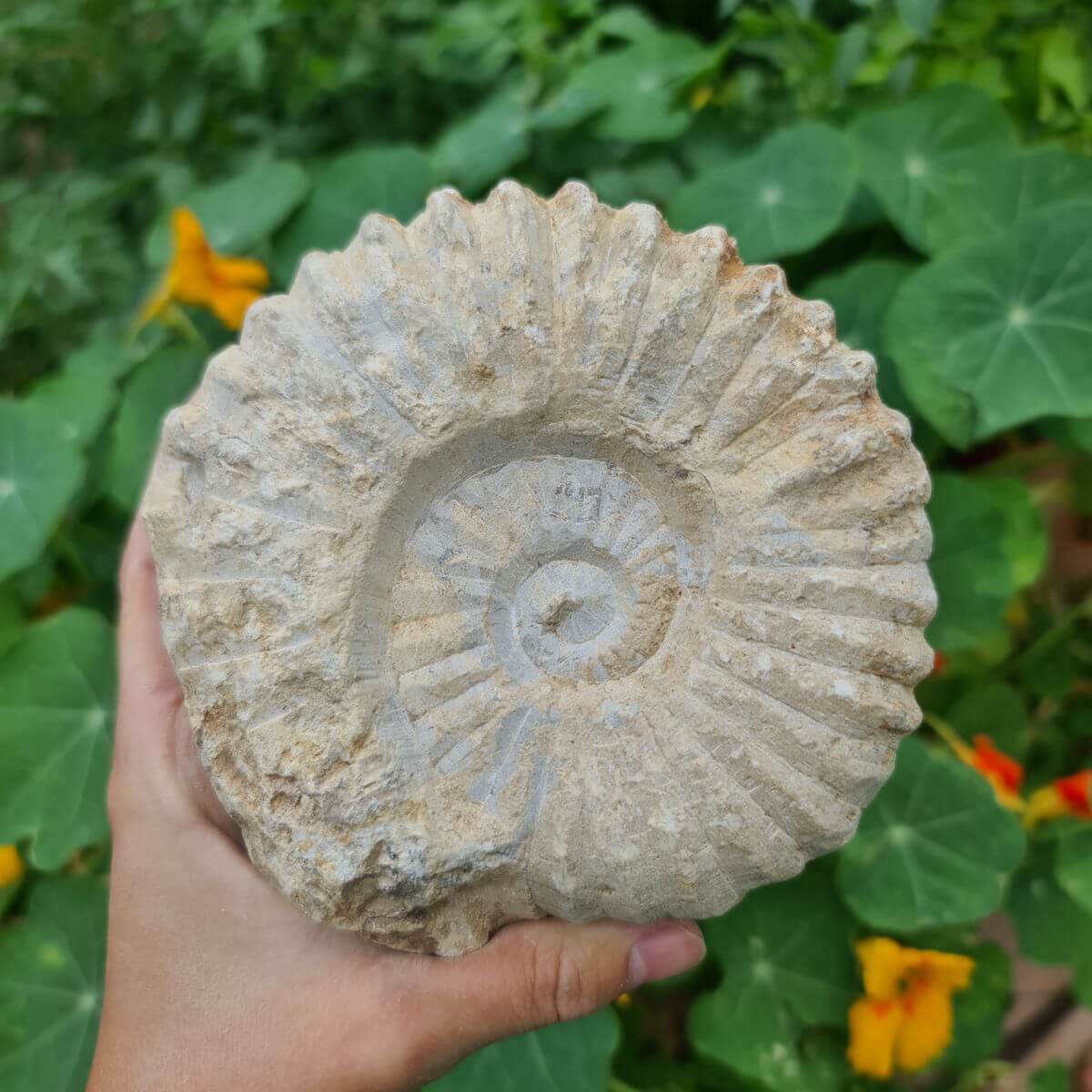 Hand holding a large, natural Ammonit fossil from Morocco against a backdrop of green leaves and flowers.