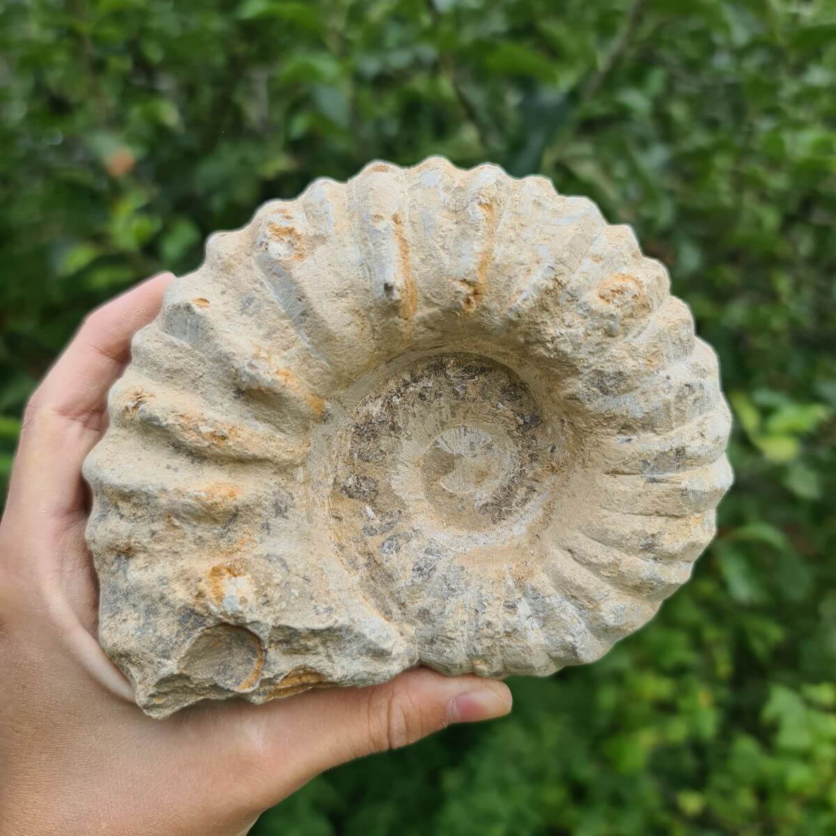 Hand holding a natural ammonite fossil from Morocco, over 100 million years old; decorative piece for home interiors.