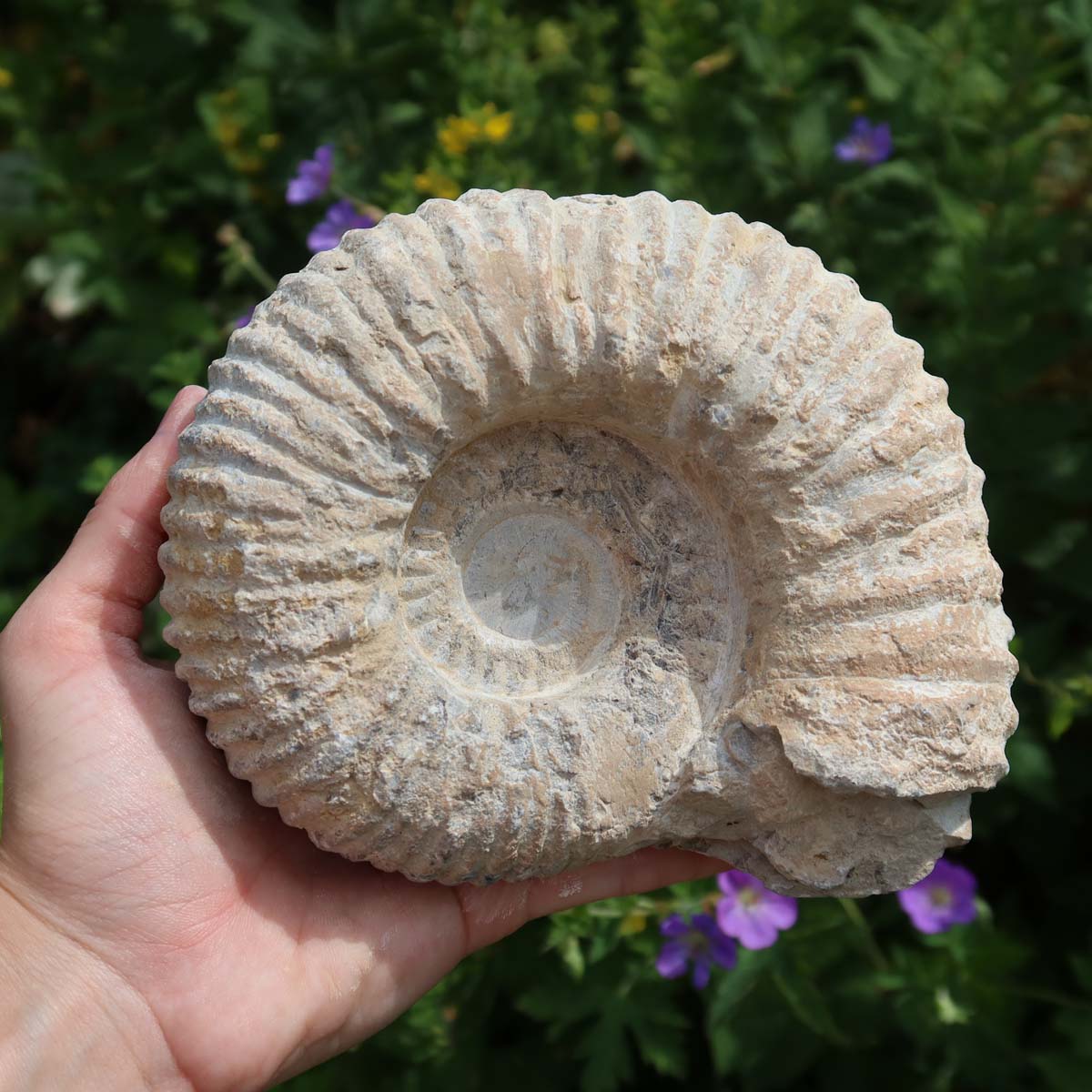 Ammonit - Echtes versteinertes Fossil über 100 Millionen Jahre alt - 15x12x7 cm - für den stilvollen Wohnbereich - NR. 12