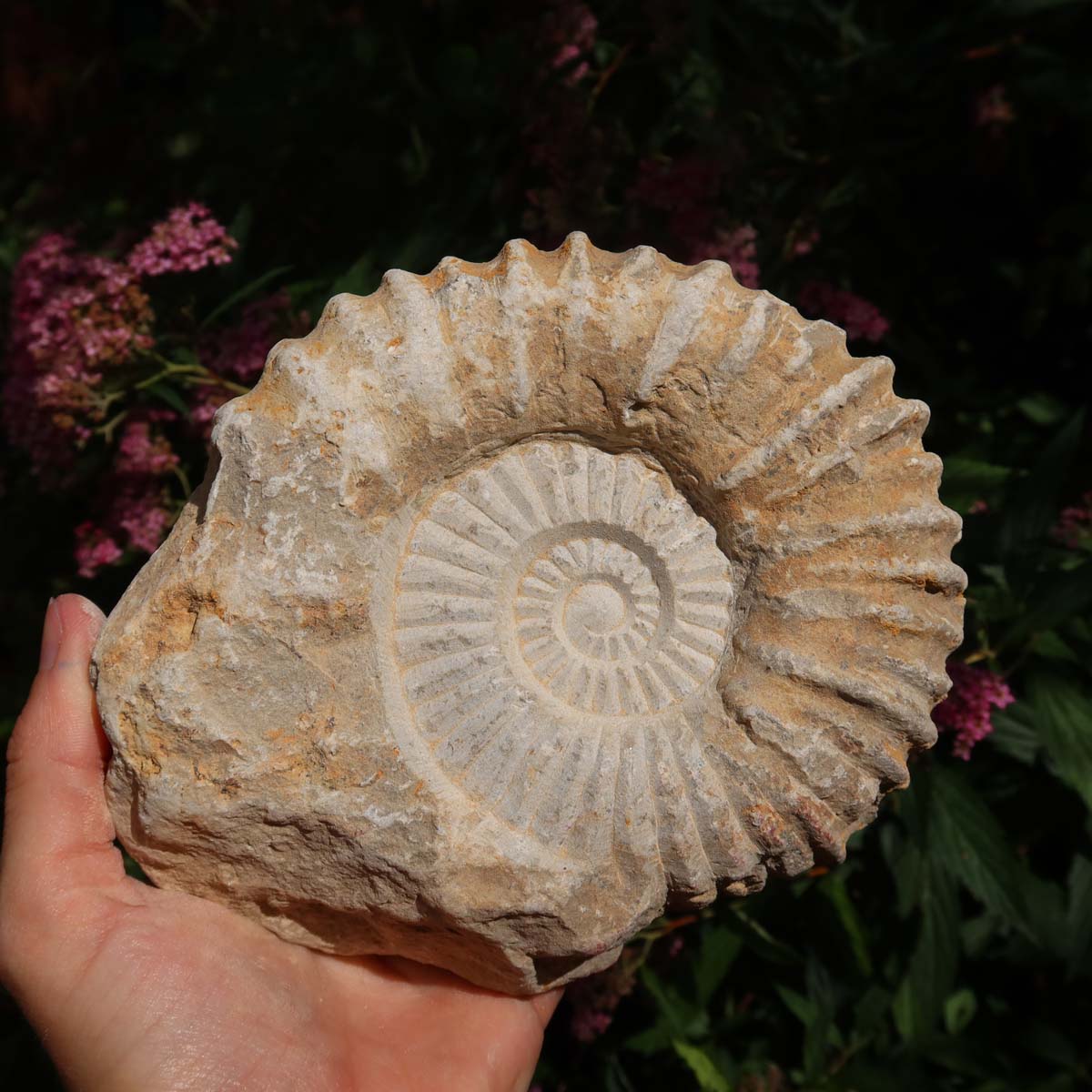 Ammonit - Echtes versteinertes Fossil über 100 Millionen Jahre alt - 15x12x5 cm - für den stilvollen Wohnbereich - NR. 13