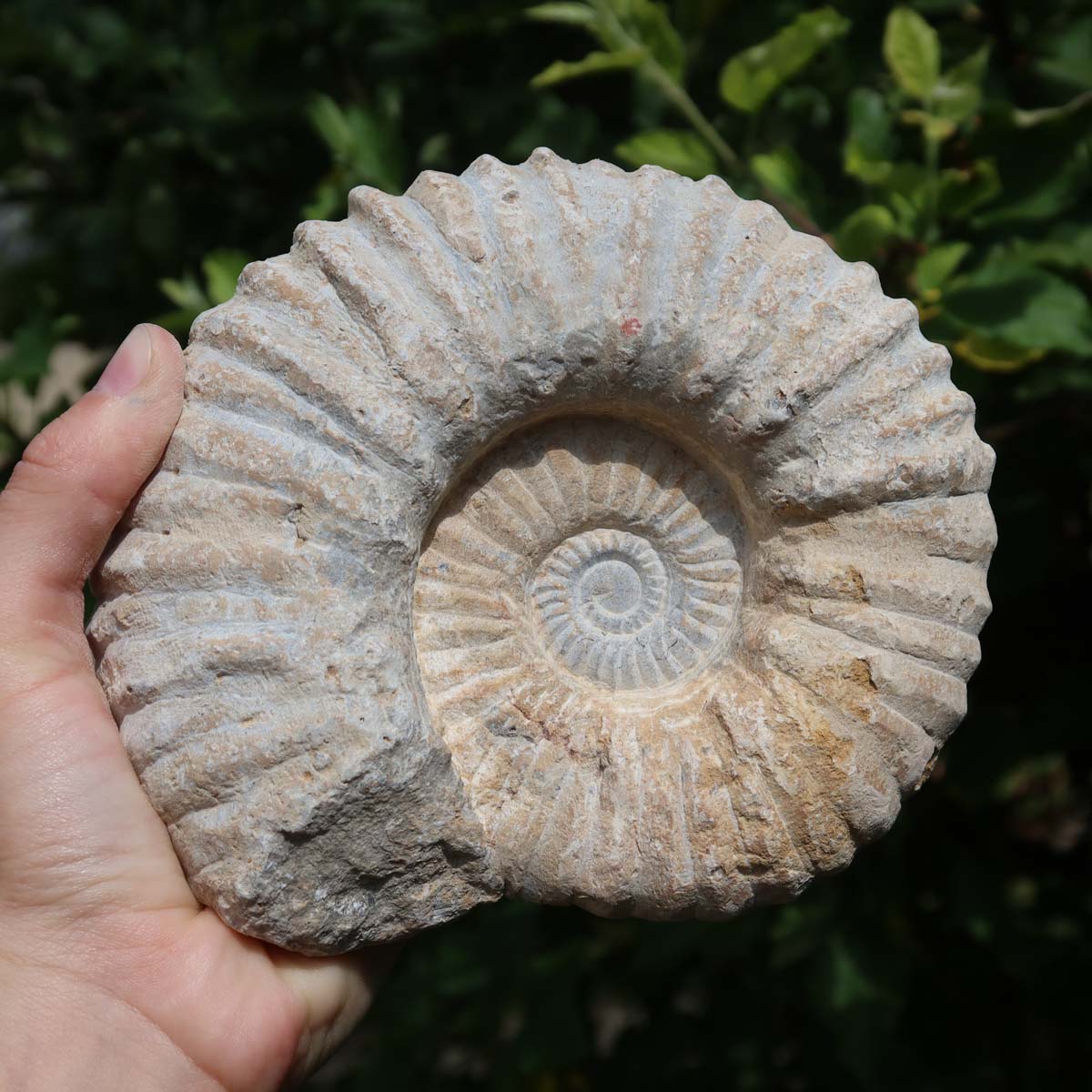 Ammonit - Echtes versteinertes Fossil über 100 Millionen Jahre alt - 14x13x6 cm - für den stilvollen Wohnbereich - NR. 16