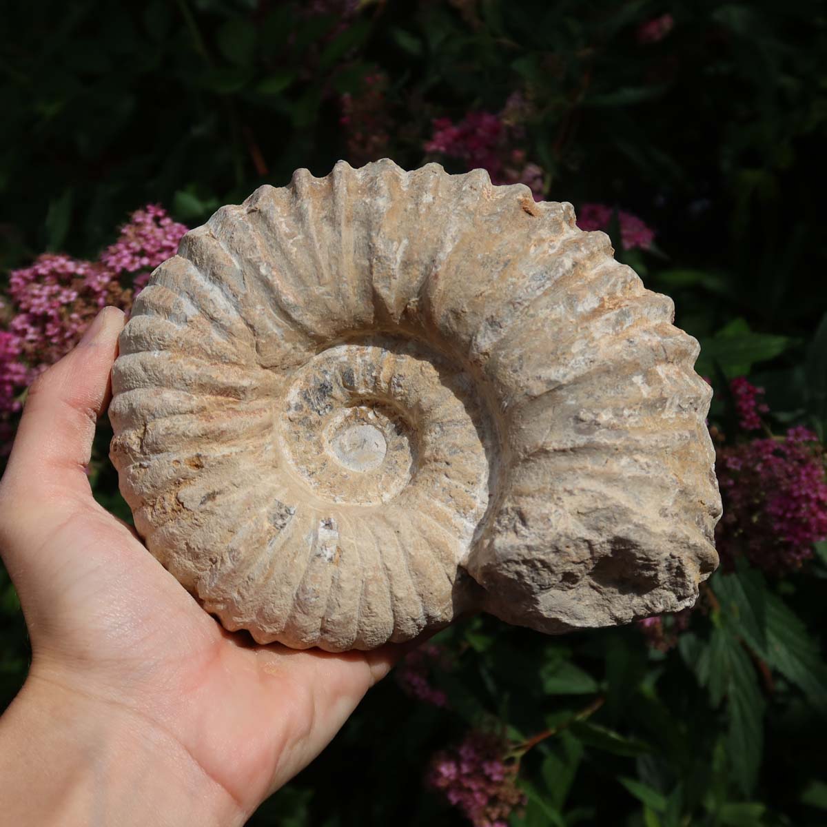 Ammonit - Echtes versteinertes Fossil über 100 Millionen Jahre alt - 15x12x7 cm - für den stilvollen Wohnbereich - NR. 17.