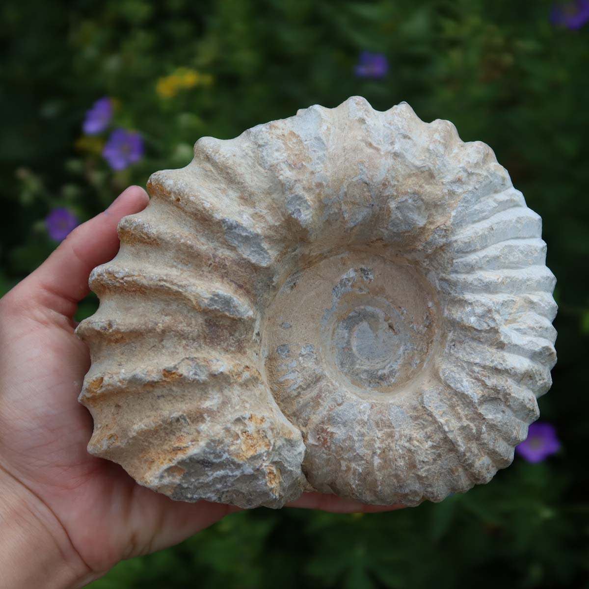 Ammonit - Echtes versteinertes Fossil über 100 Millionen Jahre alt - 14x13x6 cm - für den stilvollen Wohnbereich - NR. 19