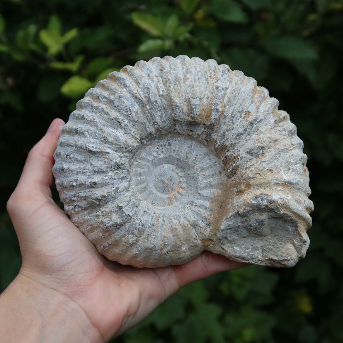 Ammonit - Echtes versteinertes Fossil über 100 Millionen Jahre alt - 15x12x8 cm - für den stilvollen Wohnbereich - NR. 20 in Hand