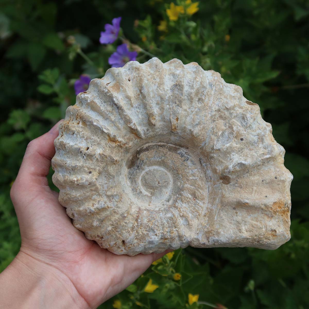 Ammonit - Echtes versteinertes Fossil über 100 Millionen Jahre alt - 15x12x6 cm in Hand, ideal für stilvollen Wohnbereich - NR. 25