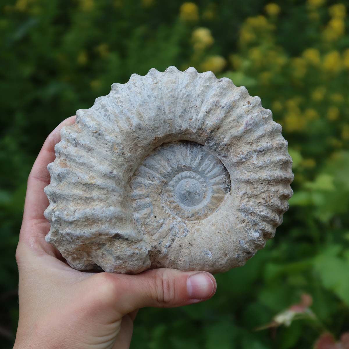 Ammonit - Echtes versteinertes Fossil über 100 Millionen Jahre alt - 13x11x6 cm - für den stilvollen Wohnbereich - NR. 26