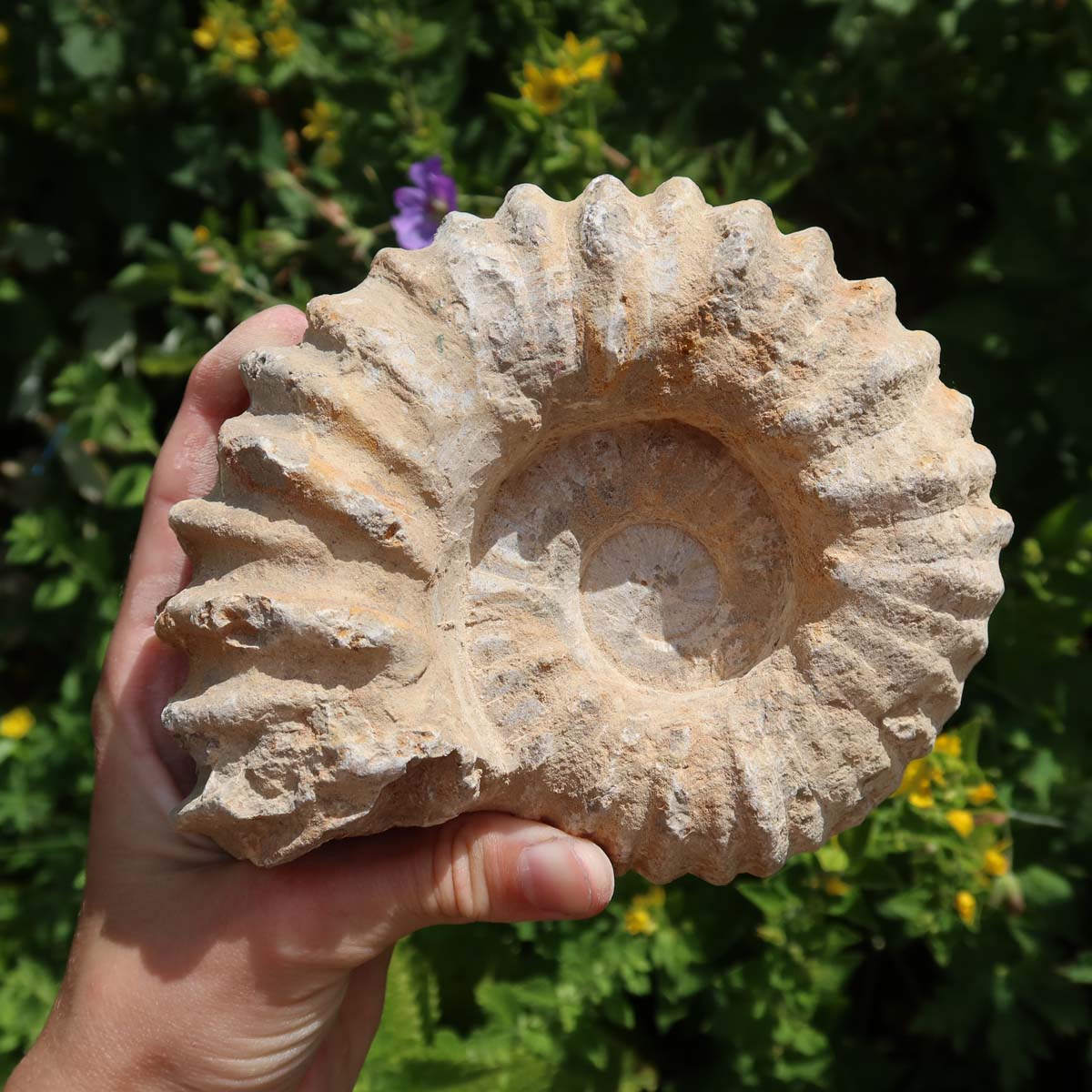 Ammonit - Echtes versteinertes Fossil über 100 Millionen Jahre alt - 13x12x6 cm - für den stilvollen Wohnbereich - NR. 2 in Hand