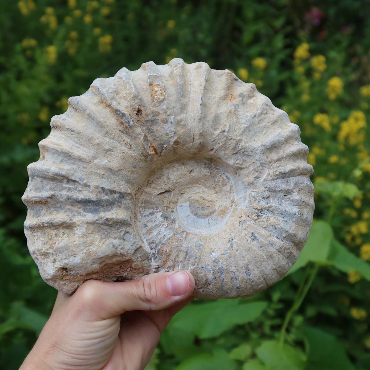 Ammonit - Echtes versteinertes Fossil über 100 Millionen Jahre alt - 16x13x5 cm - für den stilvollen Wohnbereich - NR. 30