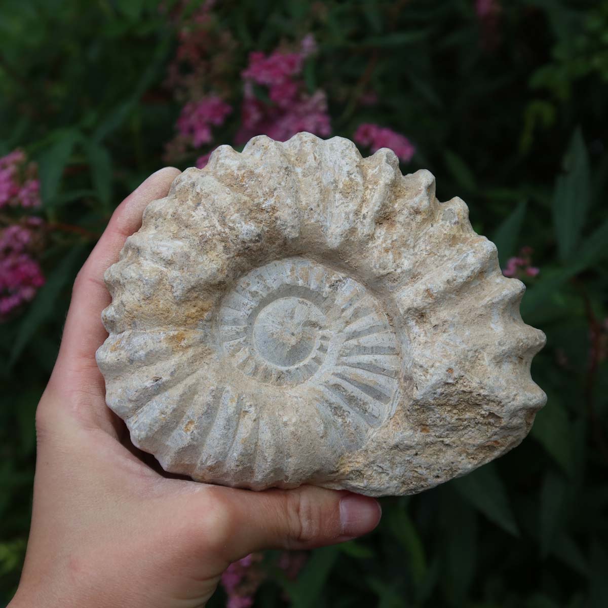 Ammonit - Echtes versteinertes Fossil über 100 Millionen Jahre alt - 12x11x5 cm - für den stilvollen Wohnbereich - NR. 31