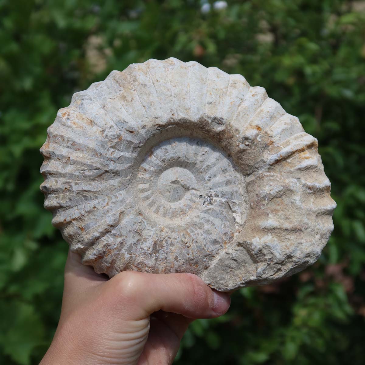 Ammonit - Echtes versteinertes Fossil über 100 Millionen Jahre alt - 14x12x6 cm- für den stilvollen Wohnbereich - NR. 33.