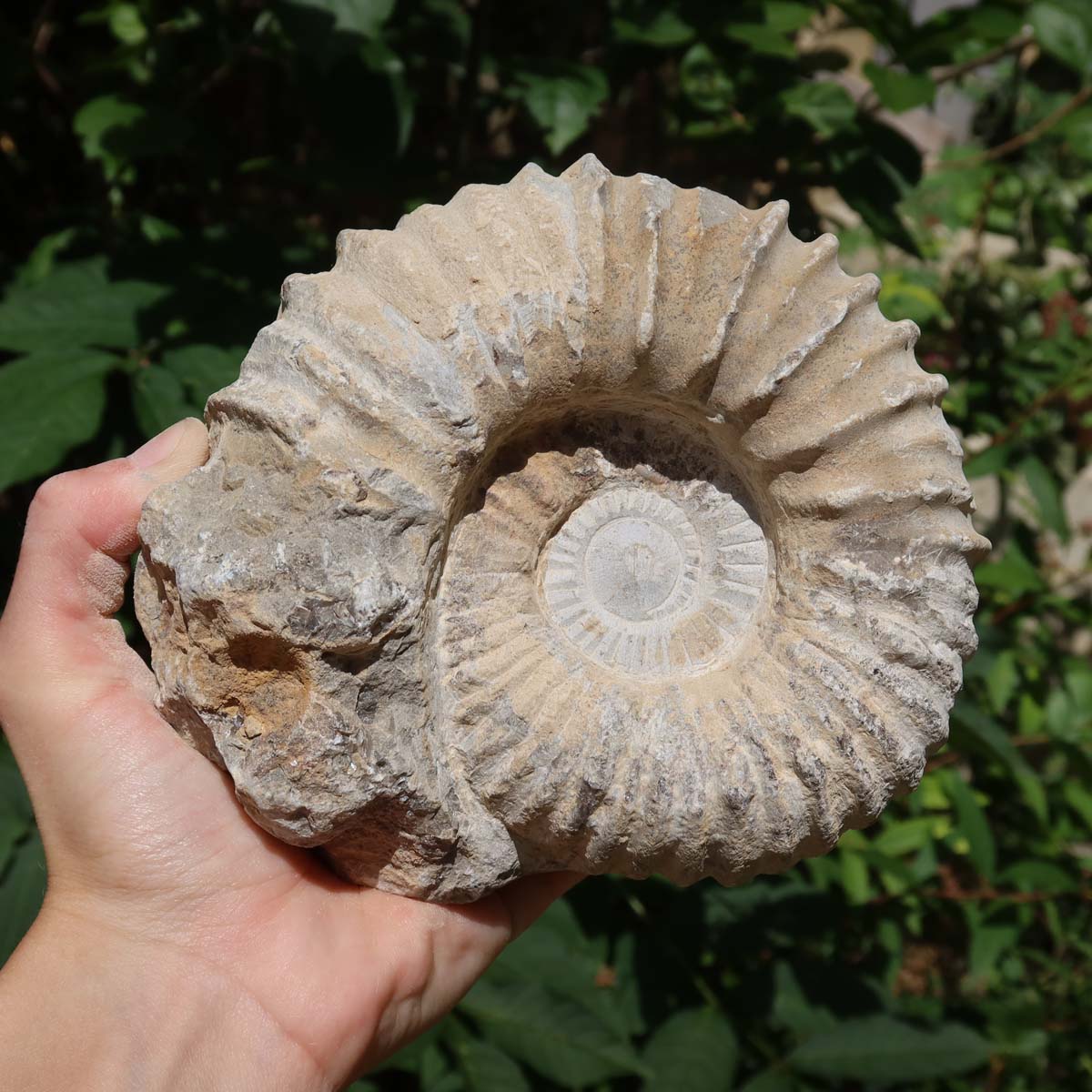 Ammonit - Echtes versteinertes Fossil über 100 Millionen Jahre alt - 15x13x7 cm - für den stilvollen Wohnbereich - NR. 34