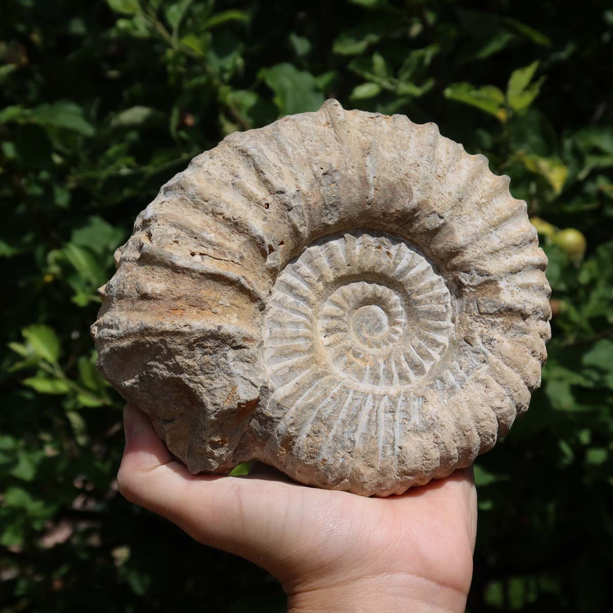 Ammonit - Echtes versteinertes Fossil über 100 Millionen Jahre alt - 15x14x6 cm - für den stilvollen Wohnbereich - NR. 35