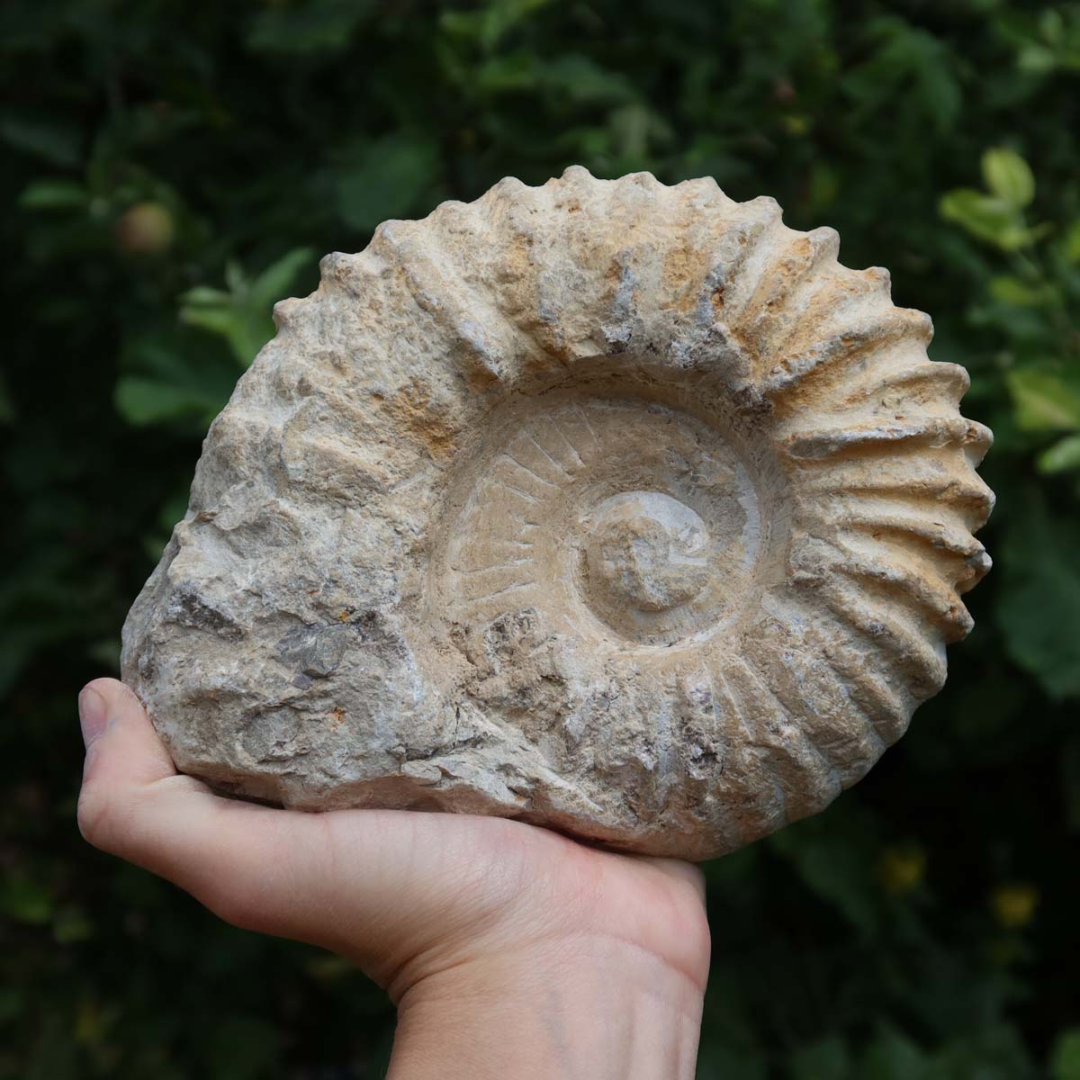 Ammonit - Echtes versteinertes Fossil über 100 Millionen Jahre alt - 16x15x7 cm - für den stilvollen Wohnbereich - NR. 36