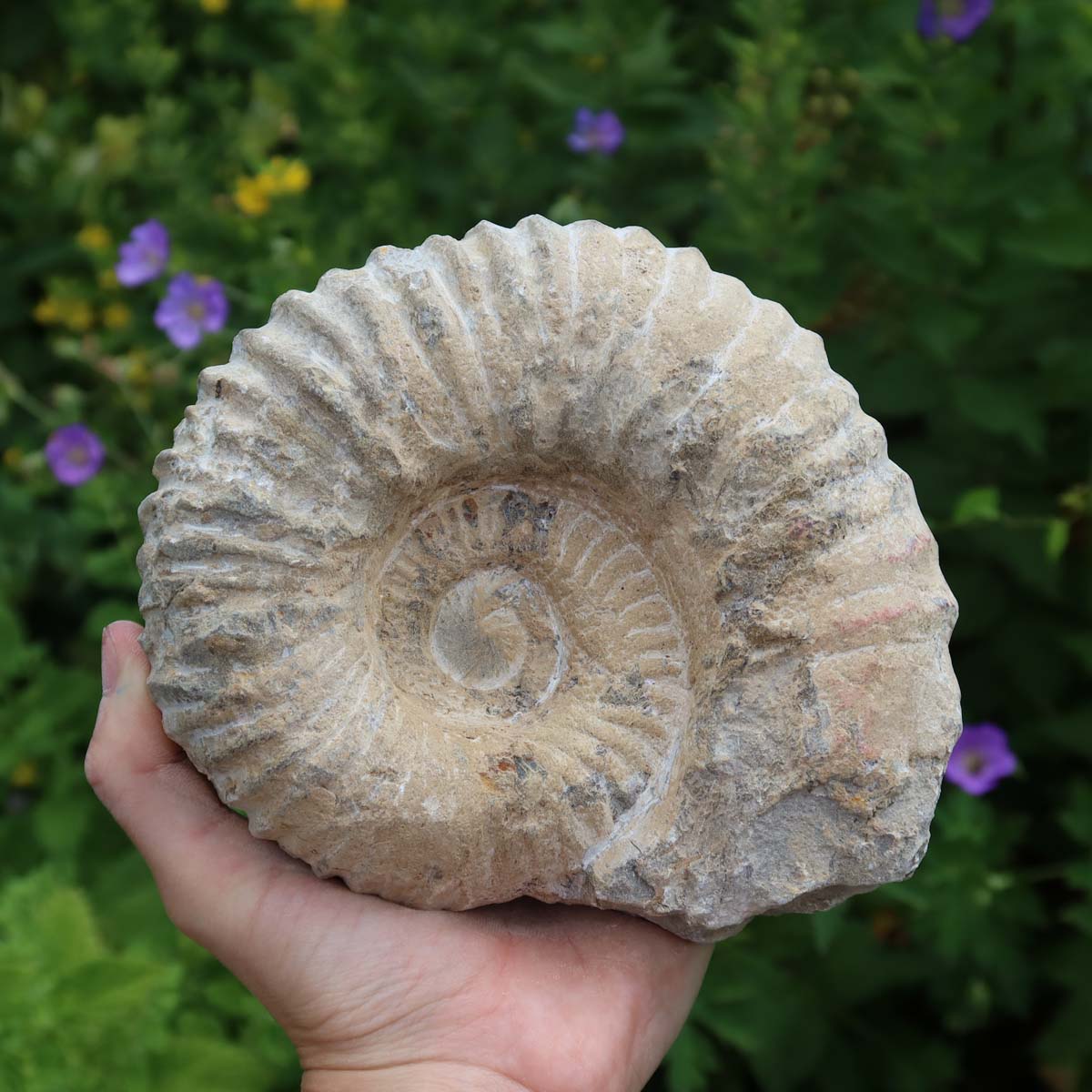 Ammonit - Echtes versteinertes Fossil über 100 Millionen Jahre alt - 15x15x7 cm - für den stilvollen Wohnbereich - NR. 37