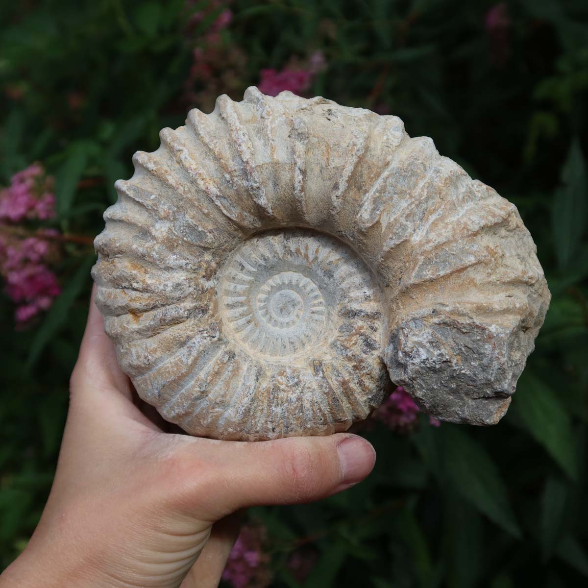 Ammonit - Echtes versteinertes Fossil über 100 Millionen Jahre alt - 14x10x7 cm - für den stilvollen Wohnbereich - NR. 38