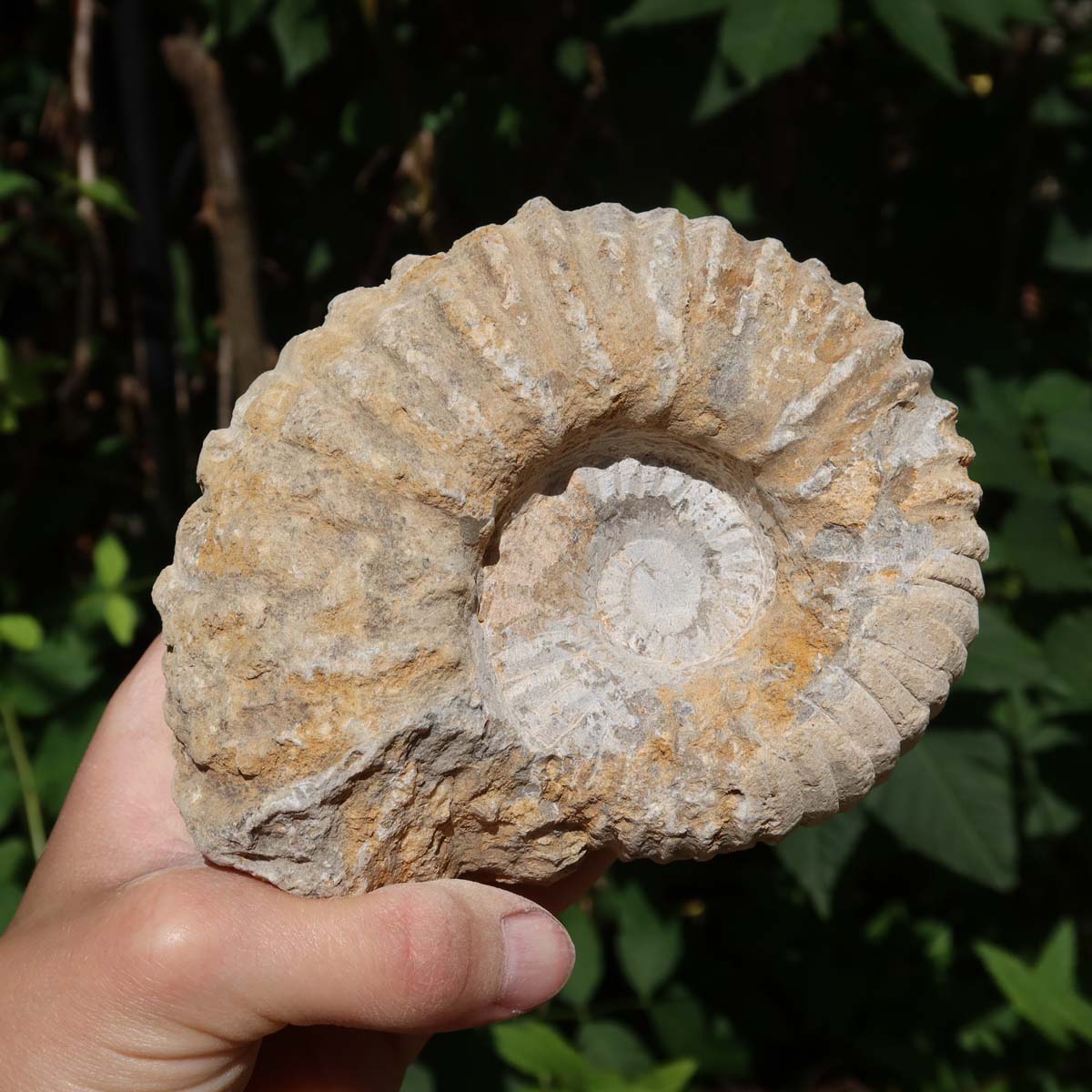 Ammonit - Echtes versteinertes Fossil über 100 Millionen Jahre alt - 12x10x5 cm - für den stilvollen Wohnbereich - NR. 39