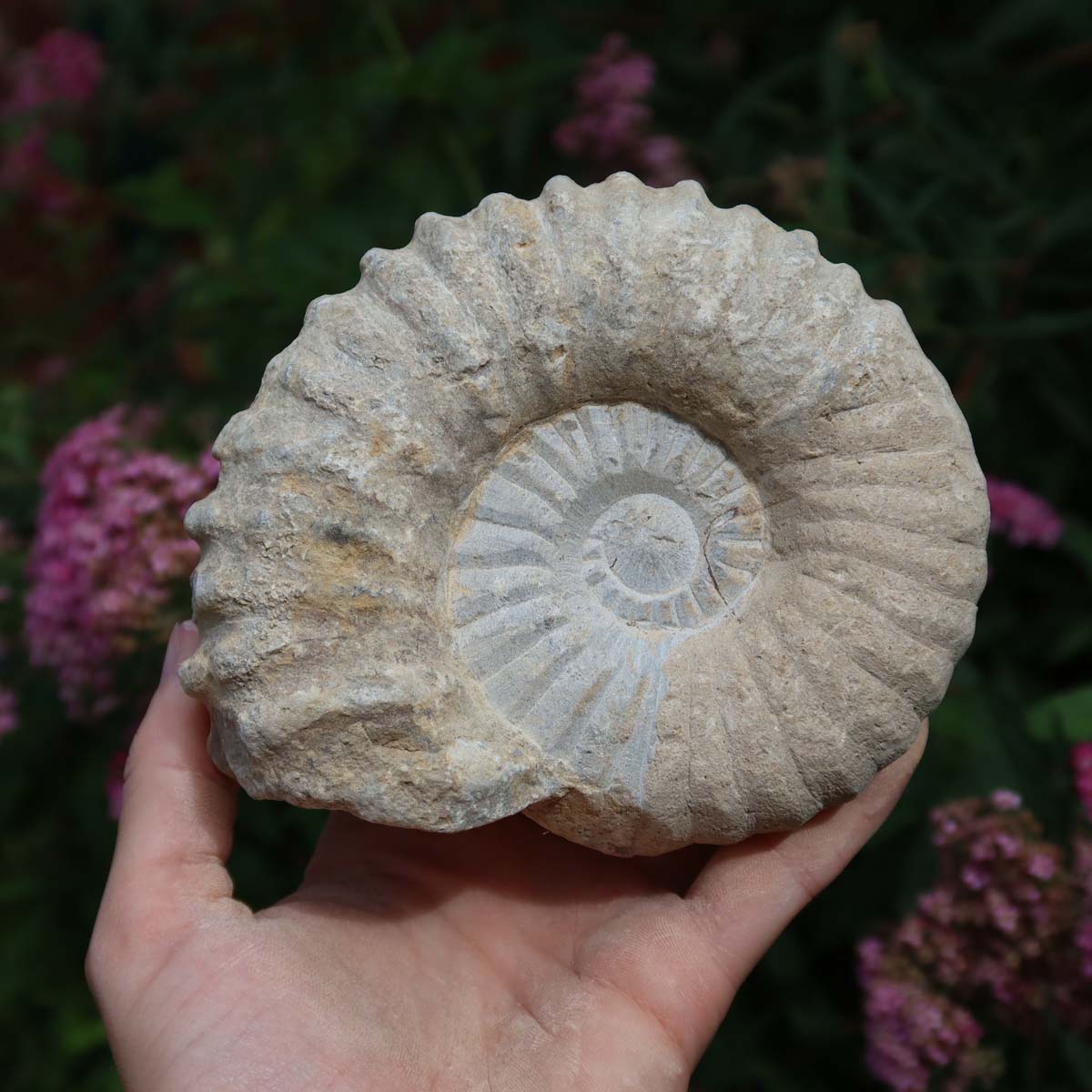 Ammonit - Echtes versteinertes Fossil über 100 Millionen Jahre alt - 12x11x6 cm - für den stilvollen Wohnbereich - NR. 41