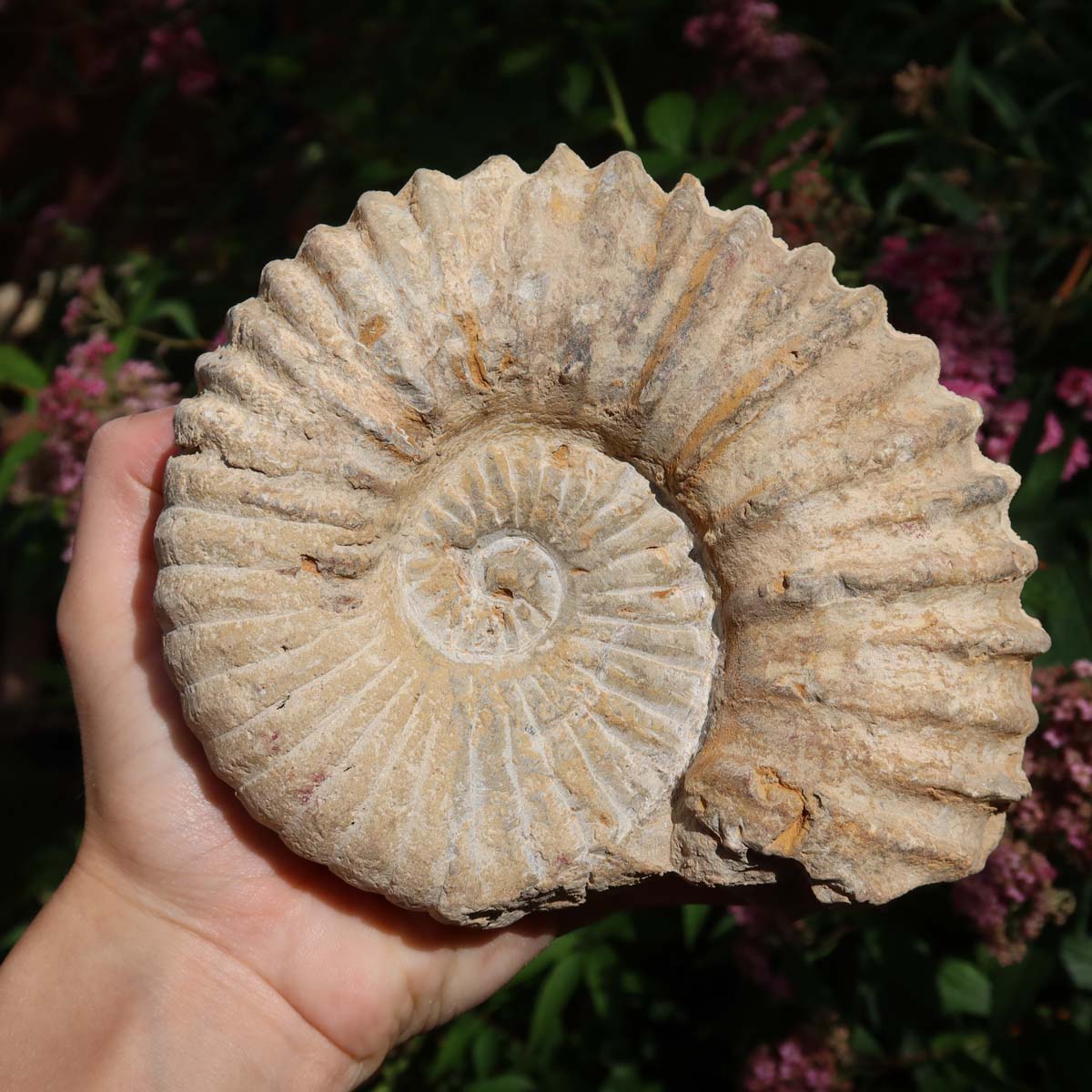 Ammonit - Echtes versteinertes Fossil über 100 Millionen Jahre alt - 15x13x7 cm - für den stilvollen Wohnbereich - NR. 42