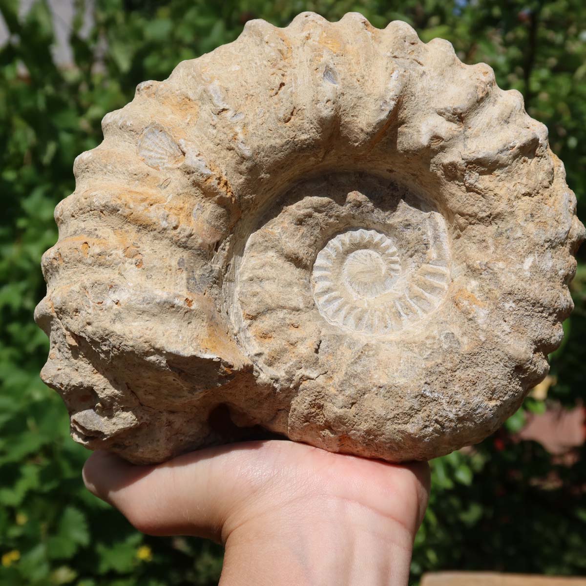 Ammonit - Echtes versteinertes Fossil über 100 Millionen Jahre alt - 17x15x8 cm - für den stilvollen Wohnbereich - NR. 43.