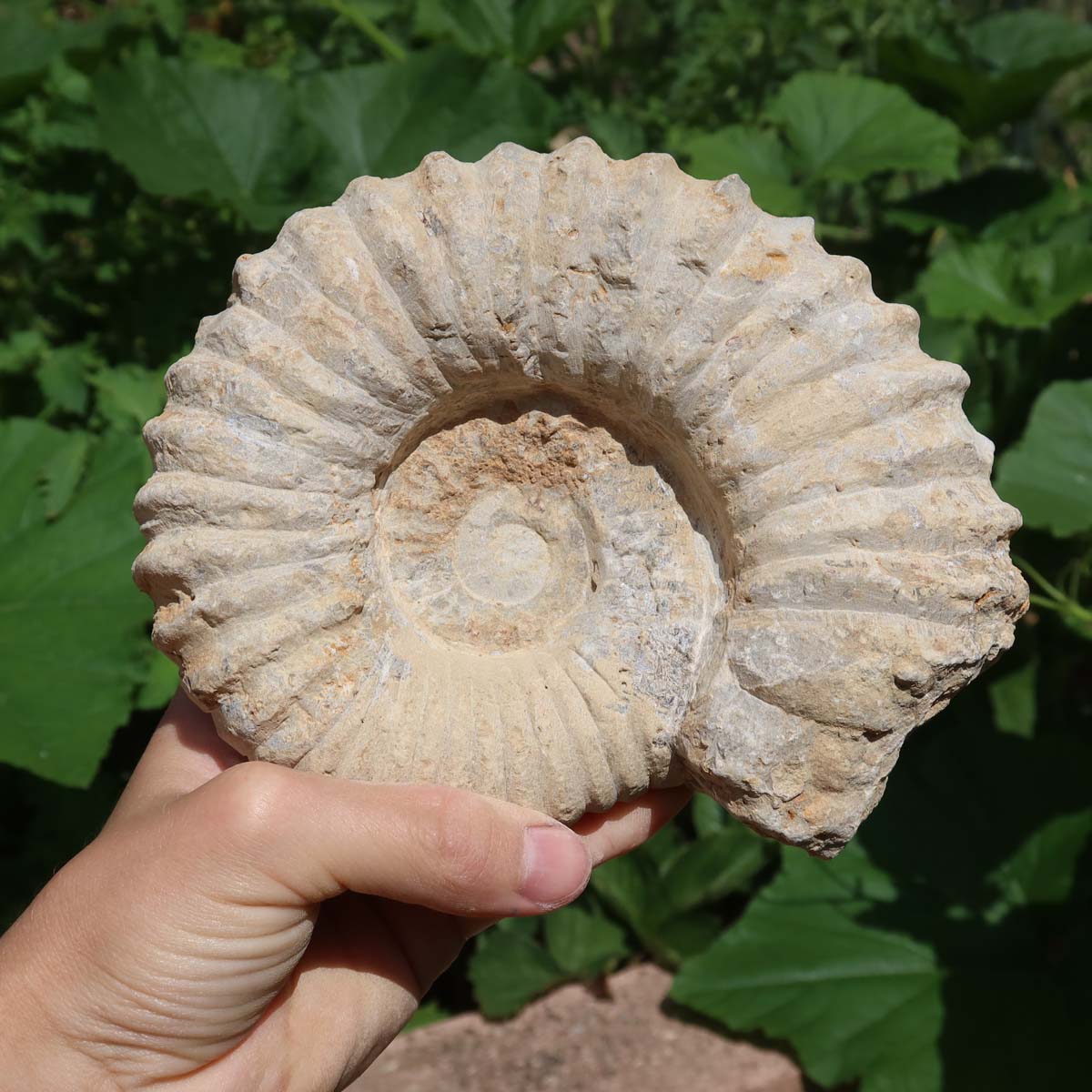 Ammonit - Echtes versteinertes Fossil über 100 Millionen Jahre alt - 15x12x7 cm - für den stilvollen Wohnbereich - NR. 44