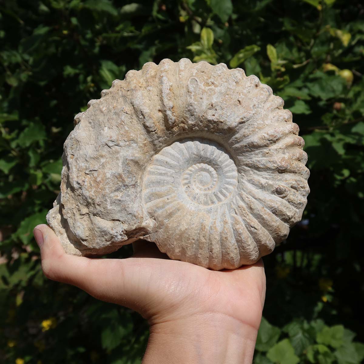 Ammonit - Echtes versteinertes Fossil über 100 Millionen Jahre alt - 14x12x7 cm - für den stilvollen Wohnbereich - NR. 45