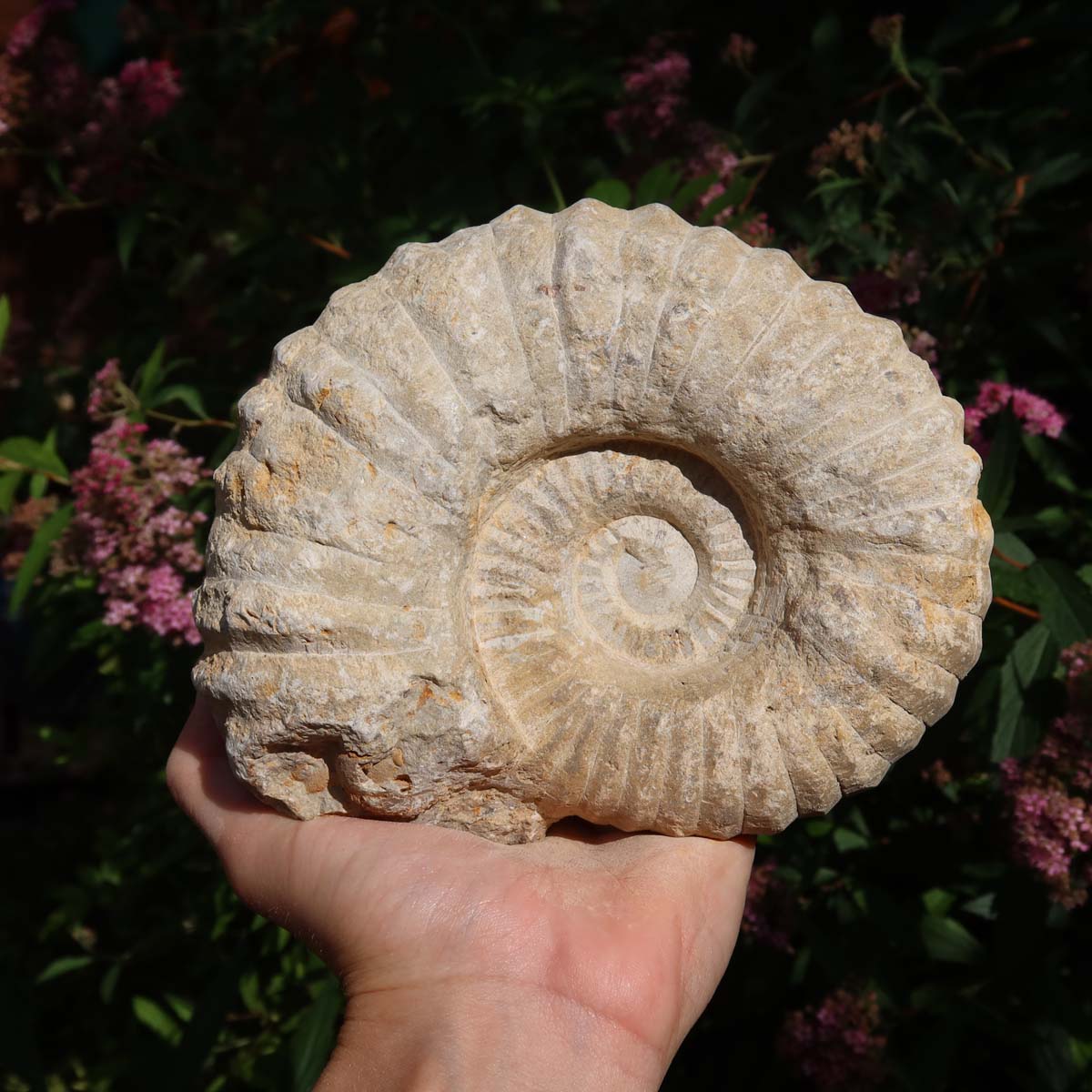 Ammonit - Echtes versteinertes Fossil über 100 Millionen Jahre alt - 15x12x7 cm - für den stilvollen Wohnbereich - NR. 46