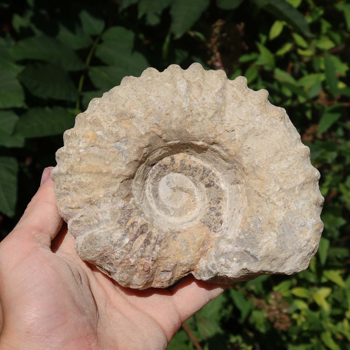 Ammonit - Echtes versteinertes Fossil über 100 Millionen Jahre alt - 13x11x5 cm - für den stilvollen Wohnbereich - NR. 47