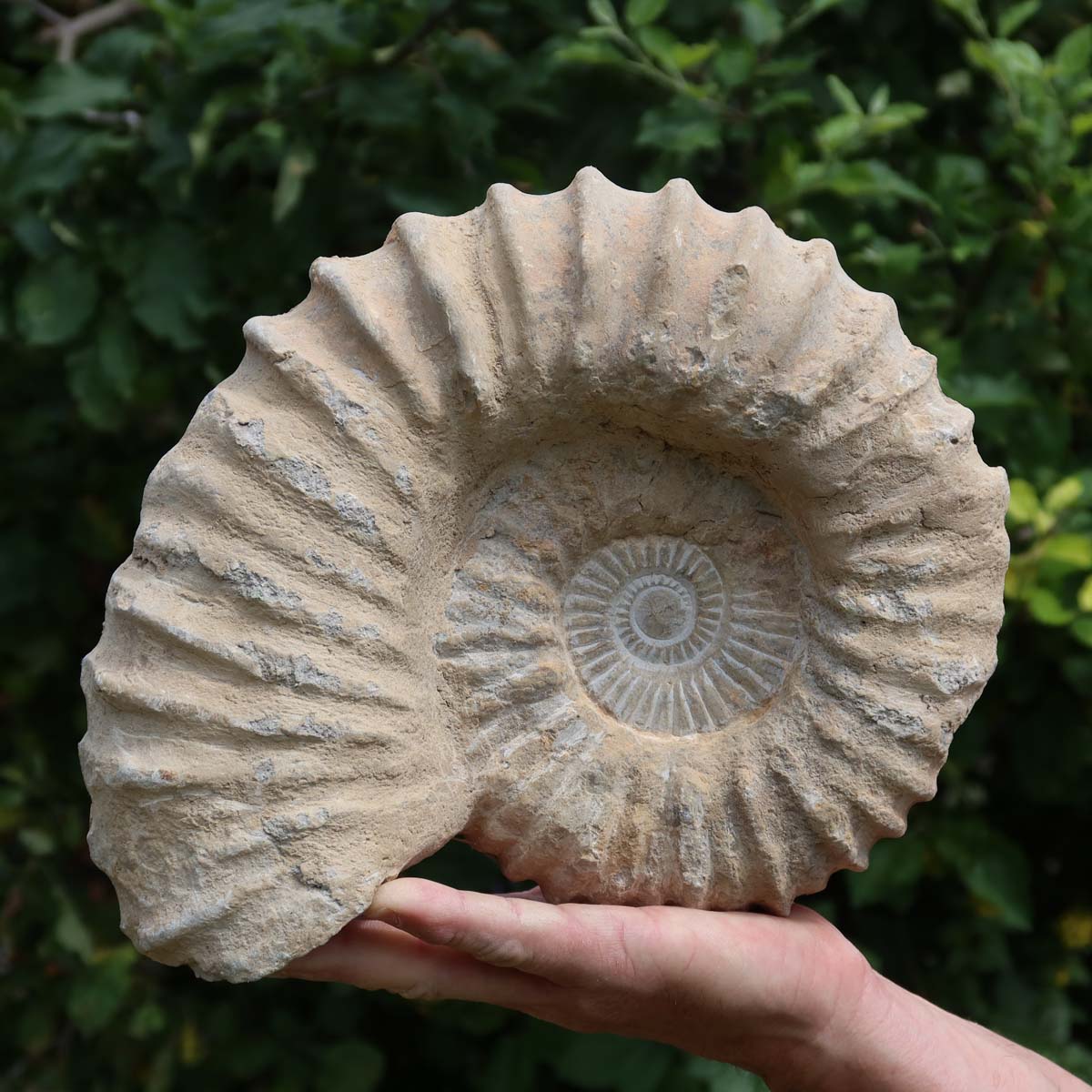 Ammonit - Echtes versteinertes Fossil über 100 Millionen Jahre alt - 27x22x10 cm - für den stilvollen Wohnbereich - NR. 48