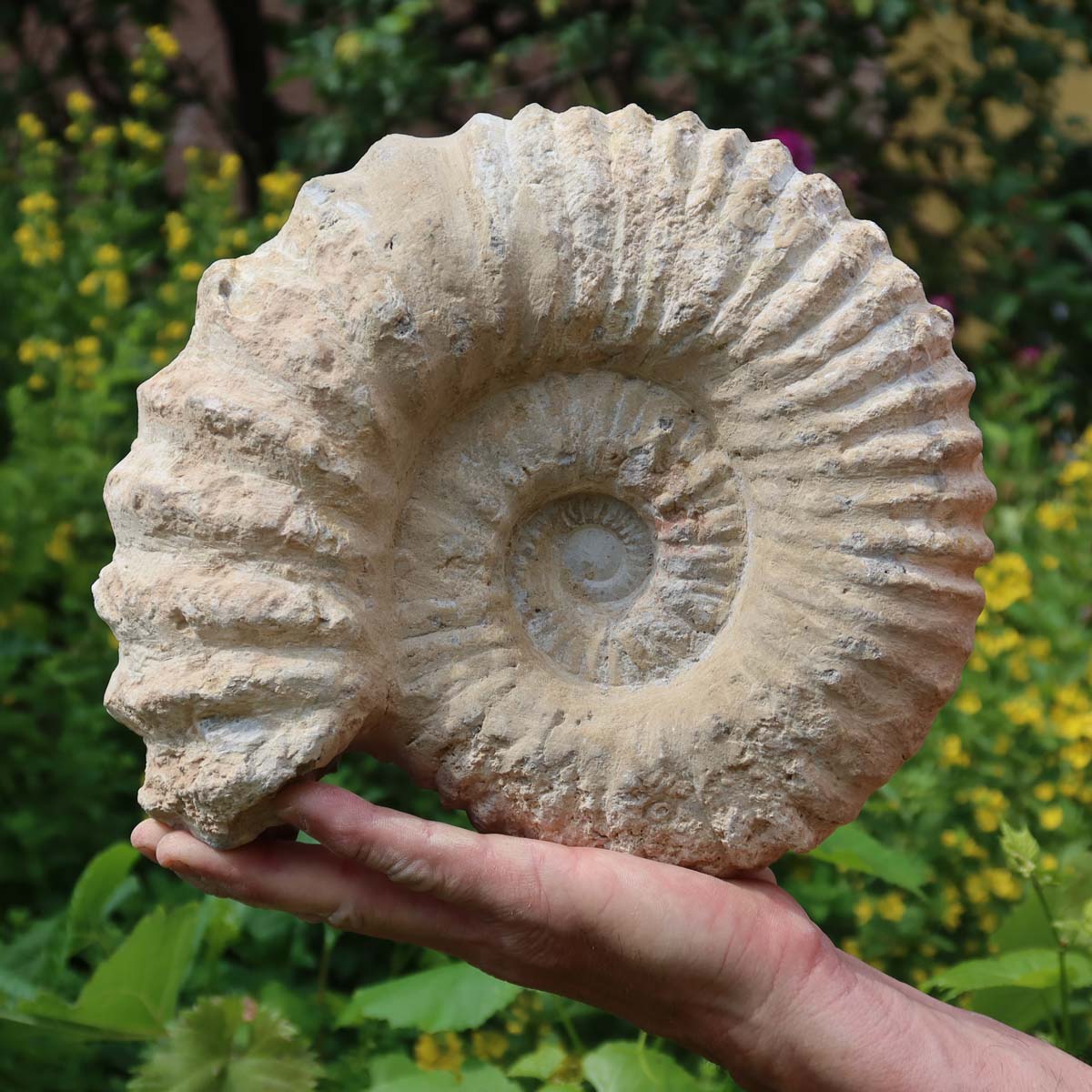 Ammonit - Echtes versteinertes Fossil über 100 Millionen Jahre alt - 25x22x11 cm - für den stilvollen Wohnbereich - NR. 49 in Hand