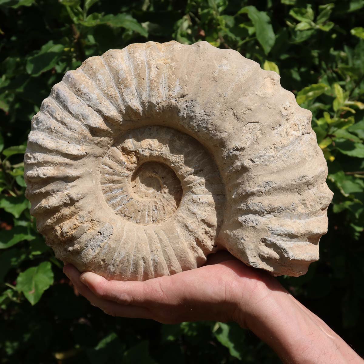 Ammonit - Echtes versteinertes Fossil über 100 Millionen Jahre alt - 26x22x10 cm - für den stilvollen Wohnbereich - NR. 50